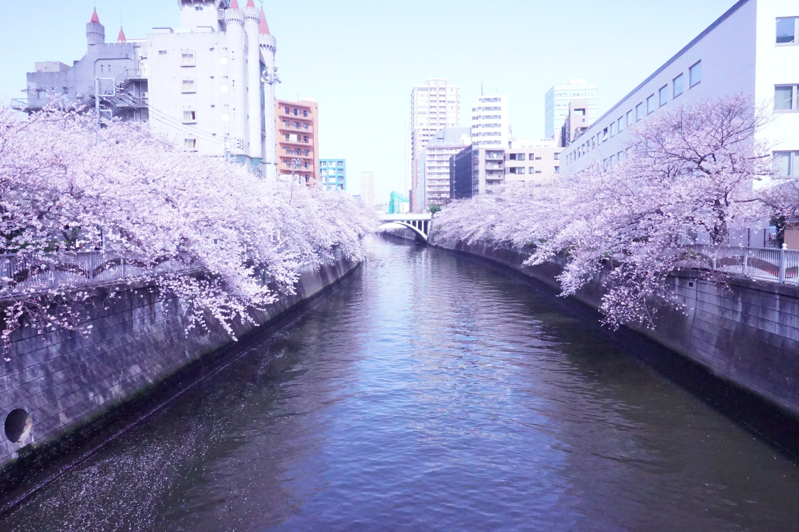 2022賞櫻｜東京目黑川滿開櫻花