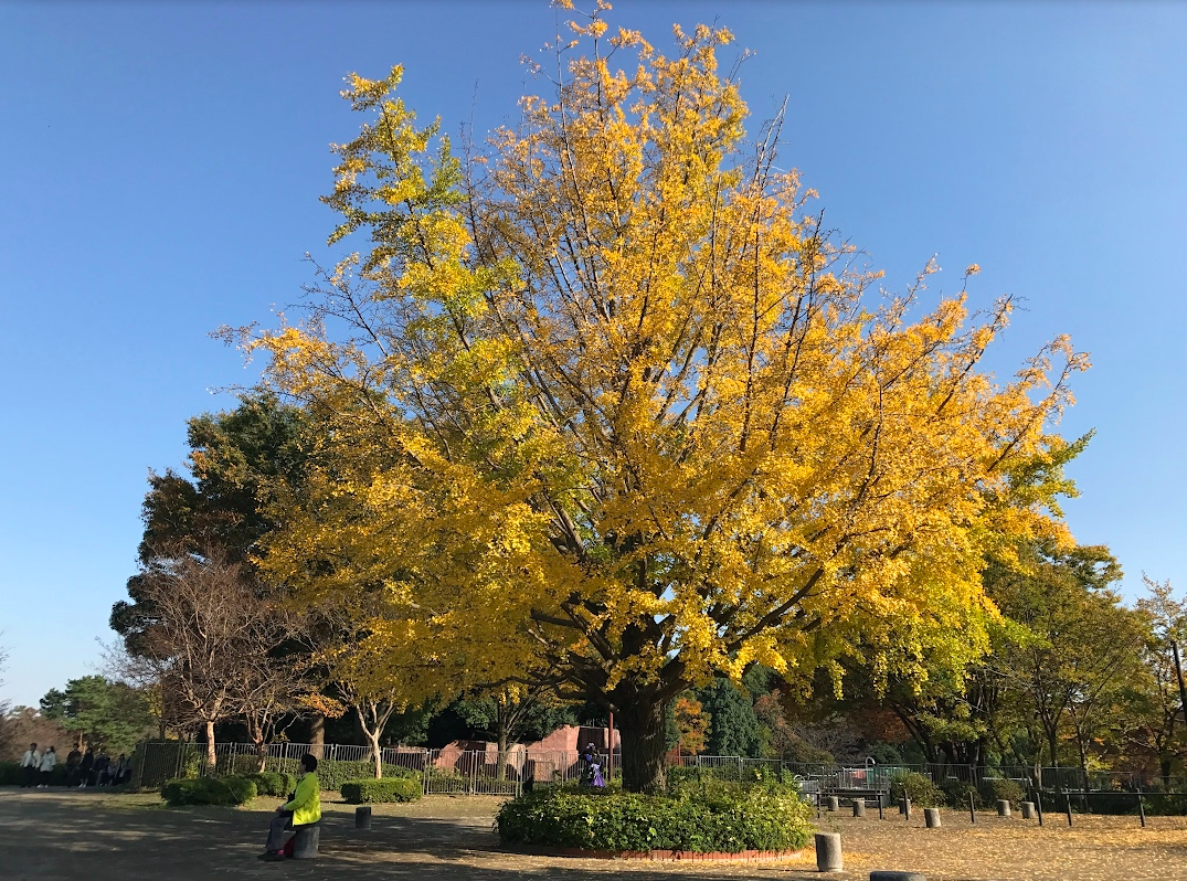 東京丨立川丨昭島丨國營昭和紀念公園丨銀杏與楓葉