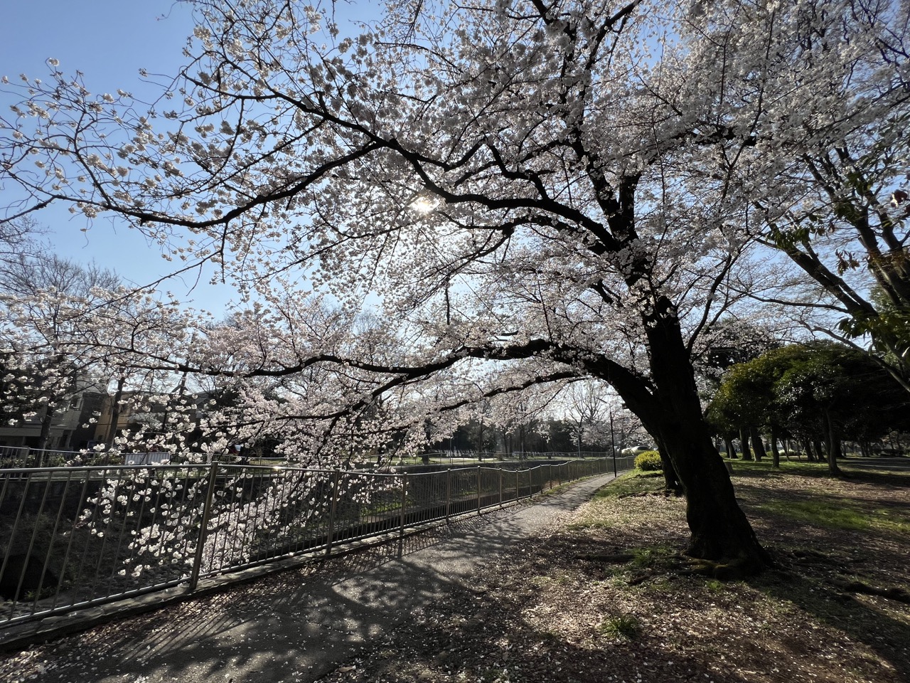 2023櫻花丨東京都內賞櫻秘境丨善福寺川綠地丨南阿佐谷站