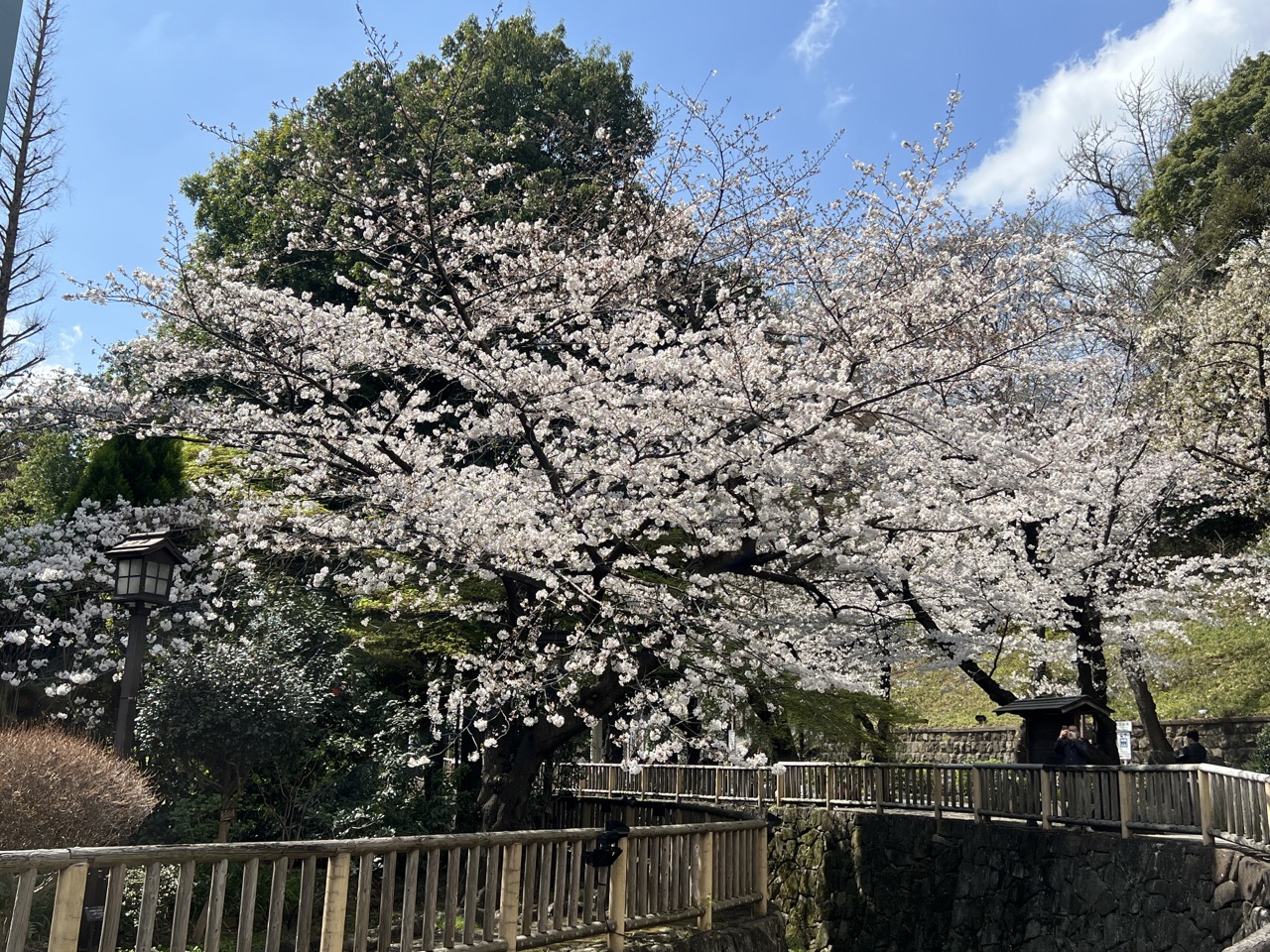 2023櫻花丨音無親水公園丨王子站丨東京都北區