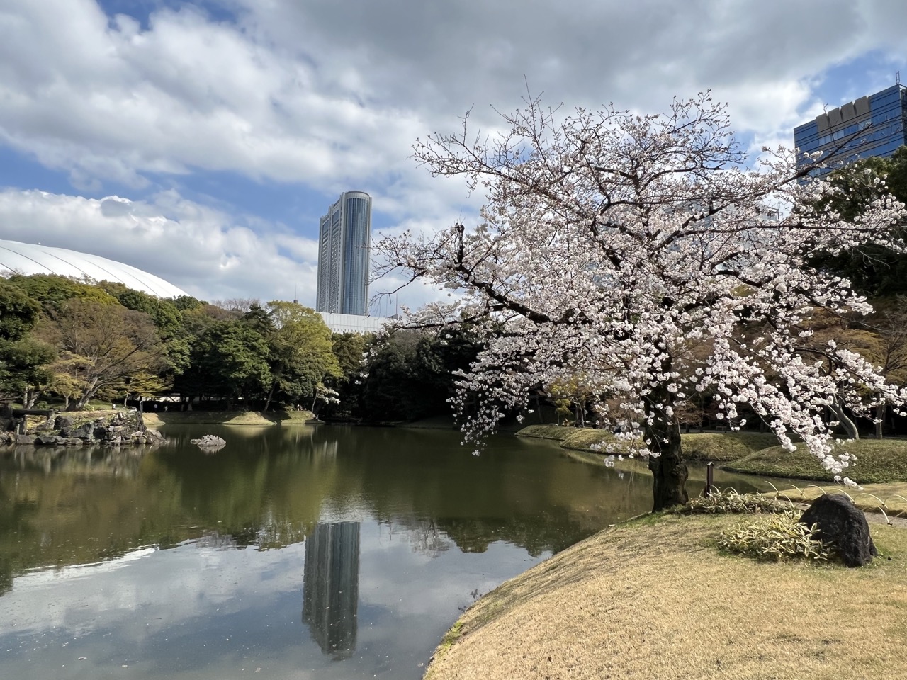 2023櫻花丨小石川後樂園丨東京都內的深山幽谷丨都立文化遺產庭園