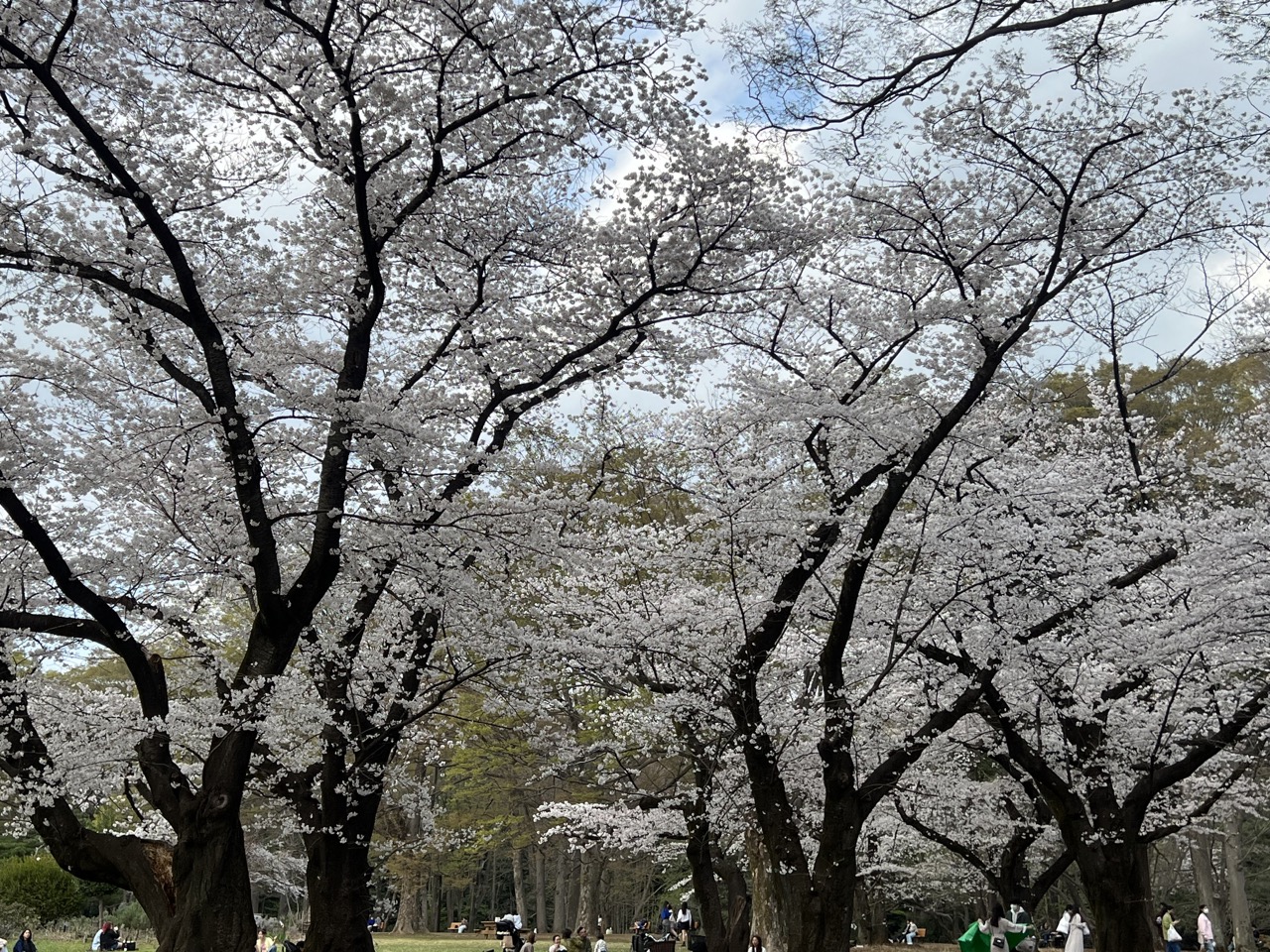 2023櫻花丨代代木公園丨東京都澀谷區丨都市裡的綠洲丨賞櫻景點