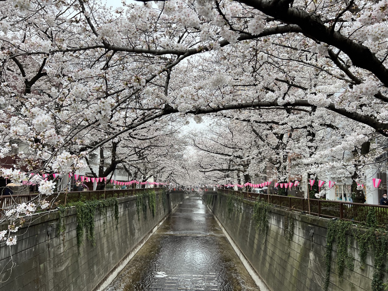 2023東京賞櫻一日行紀錄丨 東京METRO一日卷