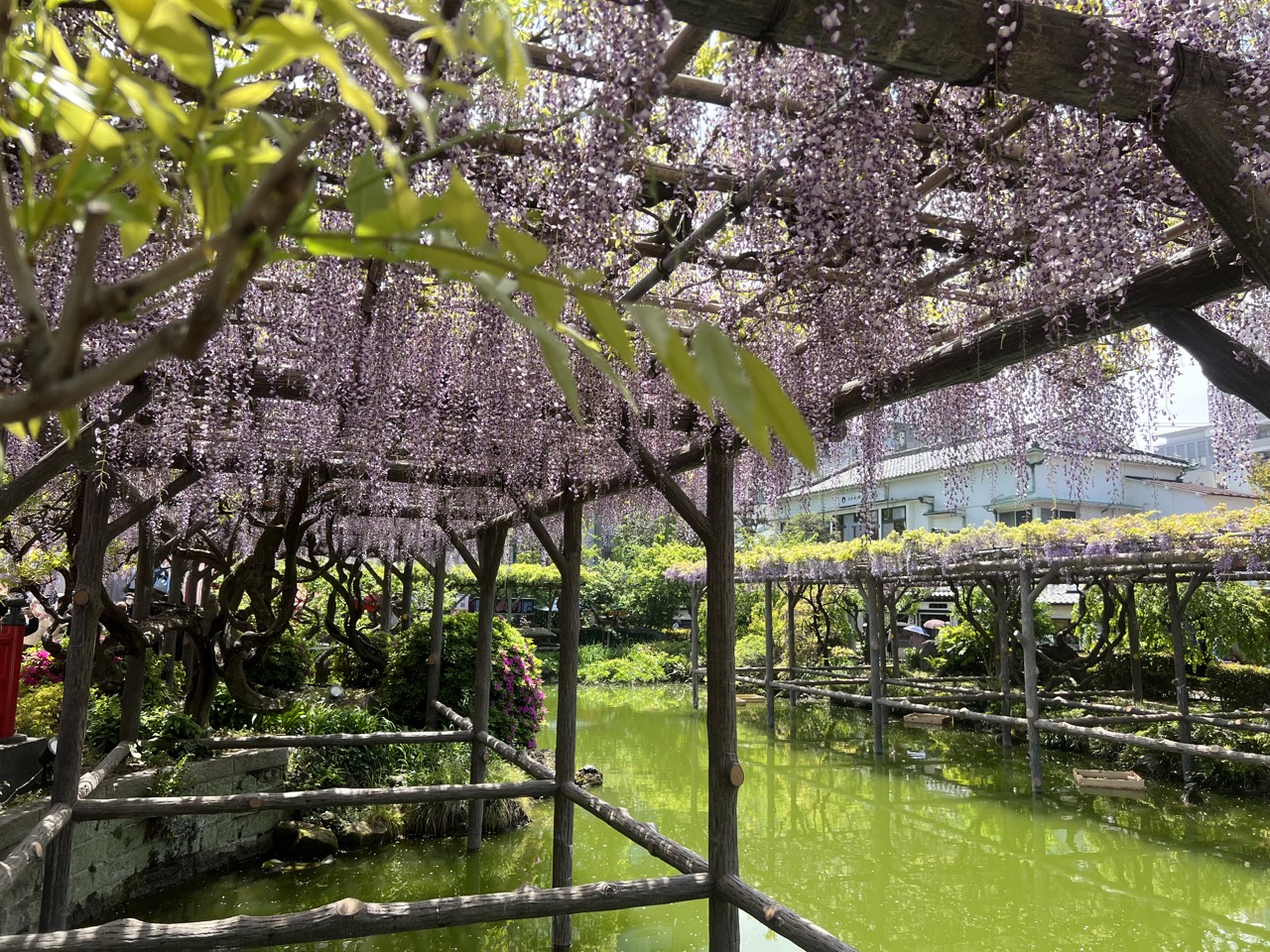 東京丨龜戶天神社丨紫藤花祭丨船橋屋丨紫藤紅豆湯丨葛餅丨期間限定甜點