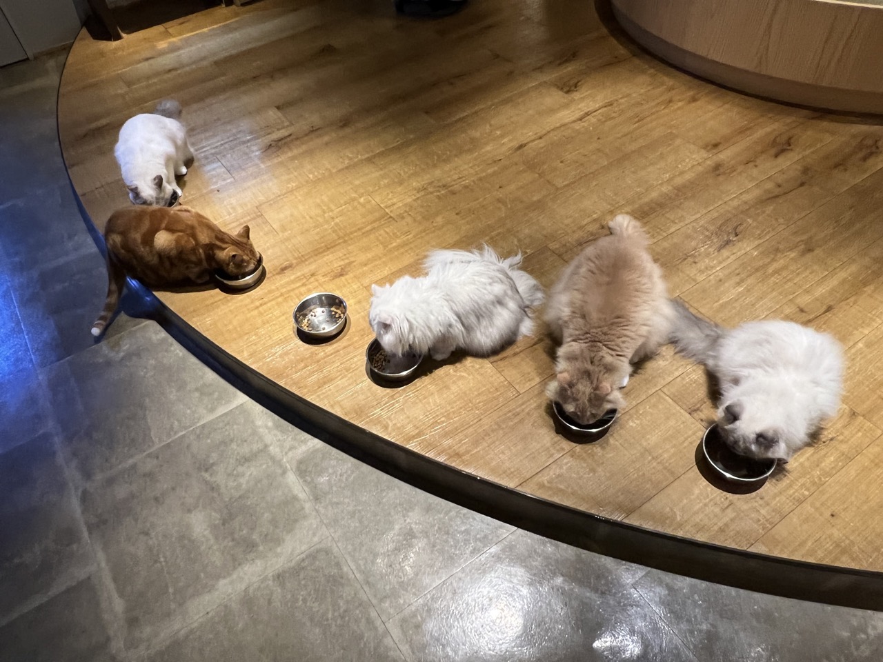 東京丨新宿丨CAT CAFE MOCHA LOUNGE 新宿店丨貓咪咖啡廳