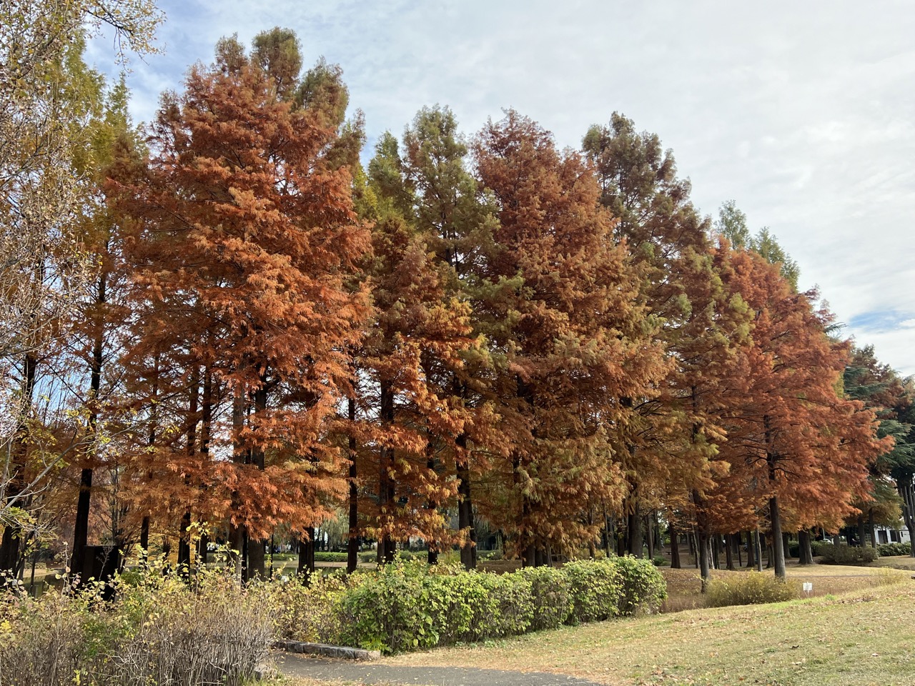埼玉丨入間丨彩之森入間公園丨東京近郊私房賞楓景點丨搭乘西武鐵道特急Laview號