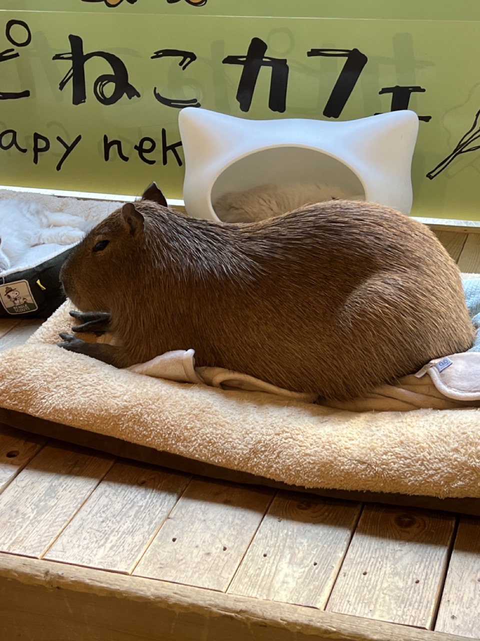 東京丨吉祥寺丨水豚貓咪咖啡廳丨Capyneko Cafe丨療癒系動物咖啡廳
